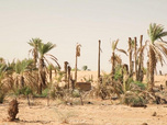 Replay Focus - En Mauritanie, les oasis menacées par le réchauffement climatique