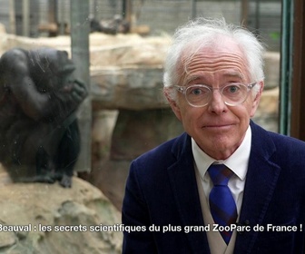 Replay e=m6 - Beauval : les secrets scientifiques du plus grand zooparc de France