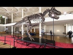 Replay Les scientifiques auraient enfin découvert pourquoi le T. rex avait des bras si courts