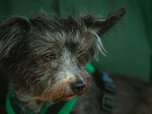 Replay Dog house : un chien pour la vie - S4 E4 - Adopté au premier regard