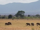 Replay ARTE Reportage - Afrique : safaris et bonnes bonnes affaires