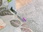 Replay Hell's cat : mon chat est un cauchemar