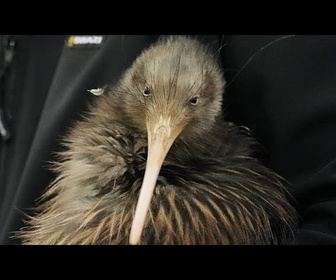Replay Les kiwis reviennent dans la capitale néo-zélandaise après un siècle d'absence