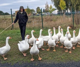 Replay Vivre ses vieux jours à la ferme - ARTE Regards