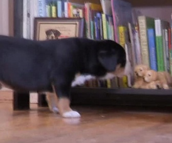 Replay Too cute (Trop mignon) - Grands Bouviers Goldendoodles et West Terriers