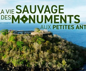 Replay La vie sauvage des monuments aux Petites Antilles