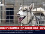 Replay BFM Première - Les abandons d'animaux en hausse de 6% cet été, la SPA s'attend au pire cette année