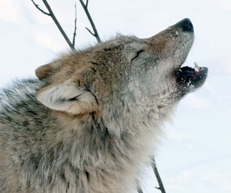 Replay Le langage des sons - Sensations animales