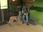 Replay Dog house : un chien pour la vie