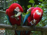 Replay Une saison au zoo - S12 E52