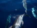 Replay ARTE JUNIOR Le magazine - Combien de dauphins et de baleines ?