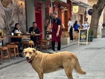 Replay En Turquie, les chiens errants dans le viseur - ARTE Regards