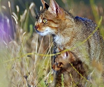 Replay La faune de la péninsule Ibérique - Prédateurs et proies