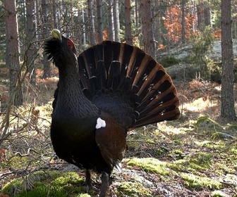 Replay Småland, le royaume des animaux sauvages