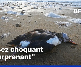 Replay ROBIN DE BFM - Des milliers d'oiseaux échoués sur le littoral atlantique en raison des tempêtes