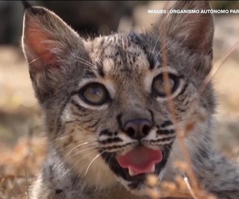 Replay Focus - Espagne : le sauvetage du lynx ibérique, espèce en voix d'extinction