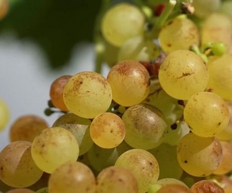 Replay Invitation au voyage - 25/11/2025 - Dans les Andes argentines coule le vin