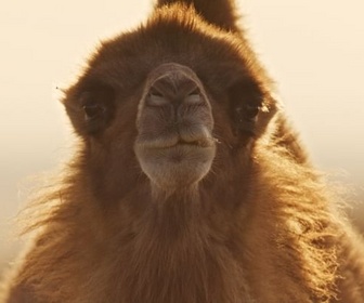 Replay Les déserts - Espèces en voie d'adaptation