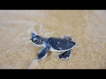 Replay De minuscules tortues font leurs premiers pas vers la mer