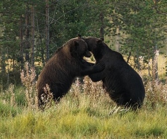 Replay Quand revient la nuit - La Scandinavie arctique