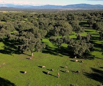 Replay La Dehesa, une savane nourricière - Europe sauvage, la part de l'homme