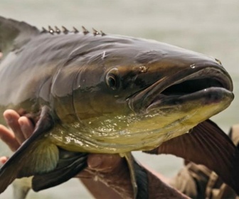 Replay Pêche XXL : derniers géants - Barracuda en furie