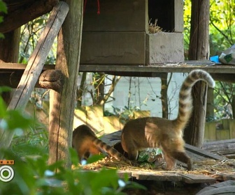 Replay Une saison au zoo - S12 E43