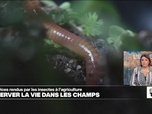 Replay Élément Terre - Les insectes: irremplaçables fournisseurs de services à l'agriculture