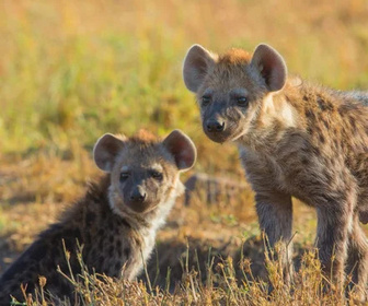 Replay Quand les hyènes défient les lions - 29/11/2025