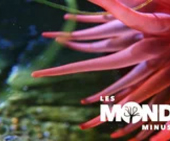 Replay Les Mondes Minuscules - 25/01/2025