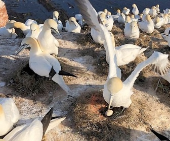 Replay À regarder en famille - Heligoland en mer du Nord