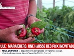Replay BFM Première - Fruits et légumes: les récoltes s'effondrent en raison de la canicule, les prix devraient augmenter