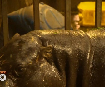 Replay Une saison au zoo - S13 E27