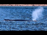 Replay La baleine à bosse Timmy reste échouée dans les eaux peu profondes du nord de l'Allemagne