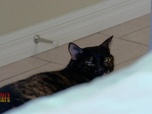 Replay Hell's cat : mon chat est un cauchemar - S5E11 - Reese l'éventreur