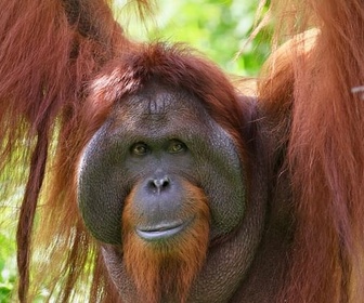 Replay Protéger le plus rare des primates - Orangs-outans, nos cousins rouges de la forêt (2/2)