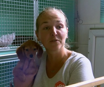 Replay Animaux à adopter - Mia et ses chiots