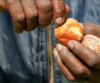 Replay Focus - Production de noix de cajou au Kenya : plusieurs usines ne protègent pas leurs salariées