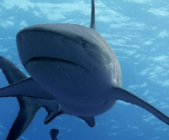 Replay Requin tigre, le Gardien Vagabond - Les prédateurs de la Grande Barrière de corail