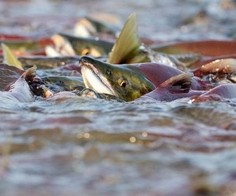 Replay Kamtchatka, au pays des saumons rouges