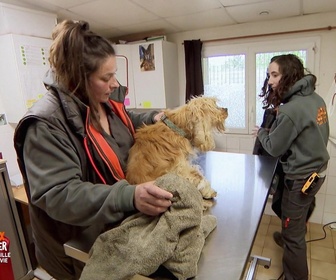 Replay Animaux à adopter - Scotty, Loulou et Mordoc