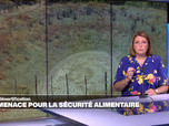 Replay Élément Terre, la quotidienne - Désertification: la COP17 à la recherche de moyens pour assurer la sécurité alimentaire mondiale
