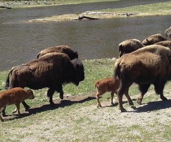 Replay Bisons, les doux géants du Montana - 360° Reportage