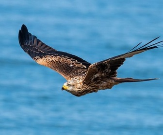 Replay Oiseaux migrateurs : sur les ailes du voyage