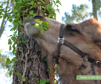 Replay L'hebdo des animaux - S1E10 - Episode 10