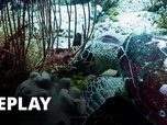 Replay Génération Ushuaia - Les jardiniers du corail à Raja Ampat