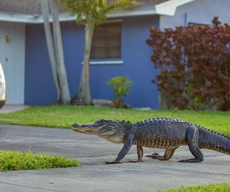 Replay Citadins malgré eux - Des animaux dans la ville