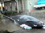 Replay Focus - Japon : la chasse à la baleine, une tradition culinaire bien ancrée