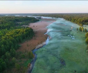 Replay Élément Terre, le reportage - Des blobs de 500 millions d'années dans la toute dernière forêt sauvage d'Europe