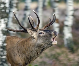 Replay Le cerf élaphe, roi des forêts ?